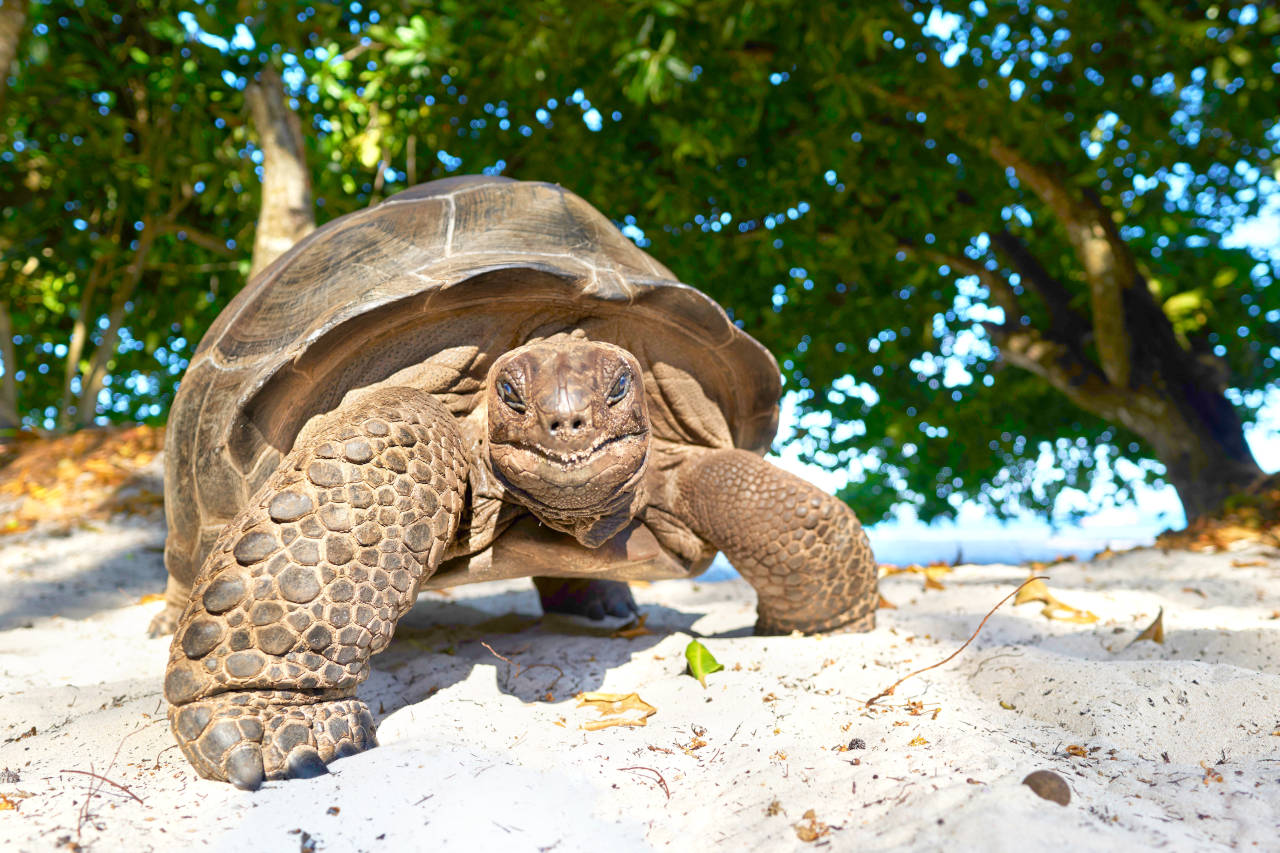 Seychelles Yacht Charter: Exploring Enchanting Destinations in Luxury