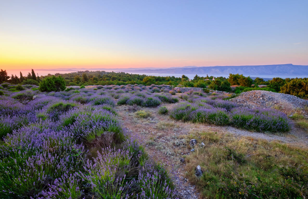 Lavander fields in Hvar